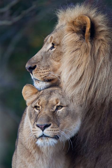 lion couple images